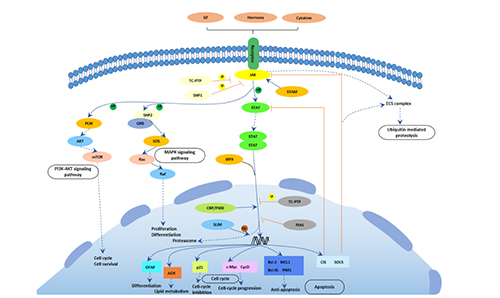 Jak/STAT Signaling Pathway | Aladdin Scientific