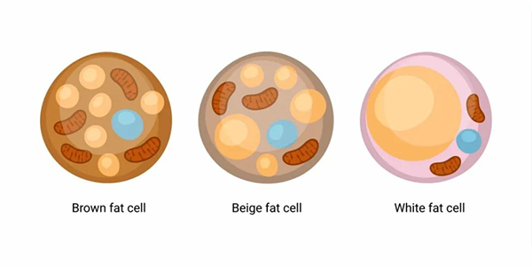 Lipid metabolism-Aladdin Scientific