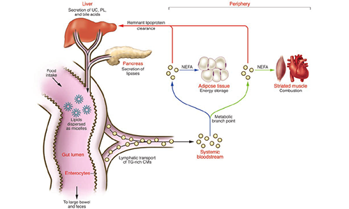 Lipid transport-Aladdin Scientific