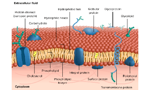 Membrane Proteins-Aladdin Scientific