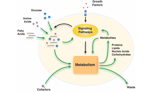 Metabolic signaling pathways | Aladdin Scientific | Tax Rate Apply On ...