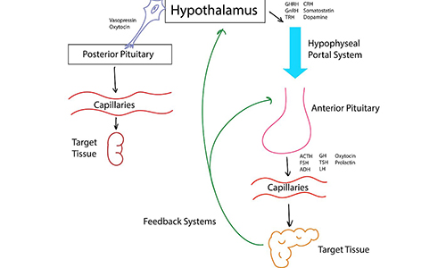 Neuroendocrinology | Aladdin Scientific