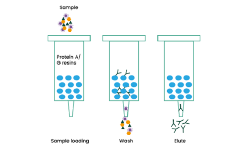 Protein Purification-Aladdin Scientific