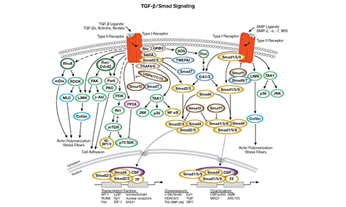 TGF-beta Signaling Pathways | Aladdin Scientific